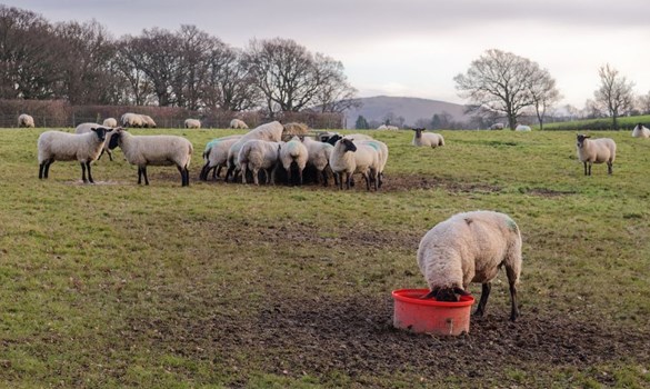 Field of sheep feeding on forage